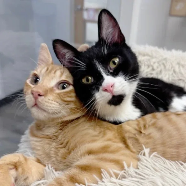 Adoption Hours (CCHS)