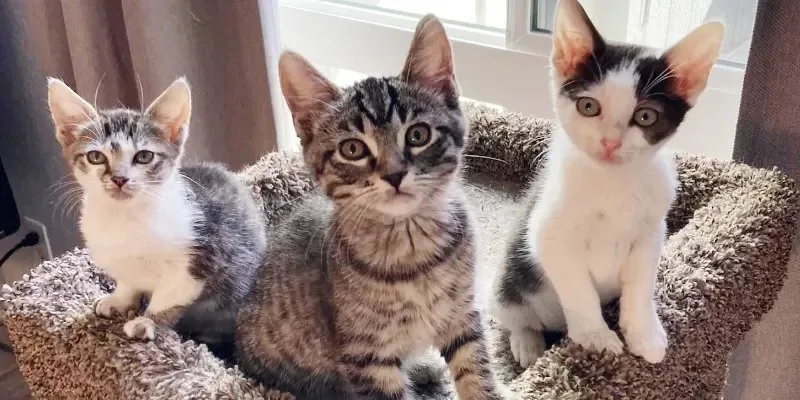 Adoption Hours (CCHS)
