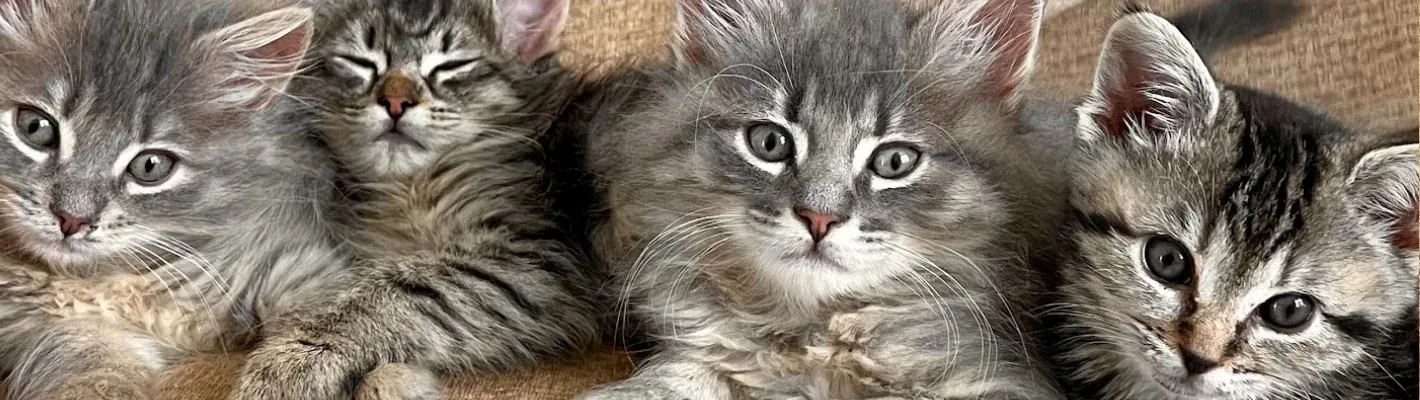 Fall in Love (CCHS)